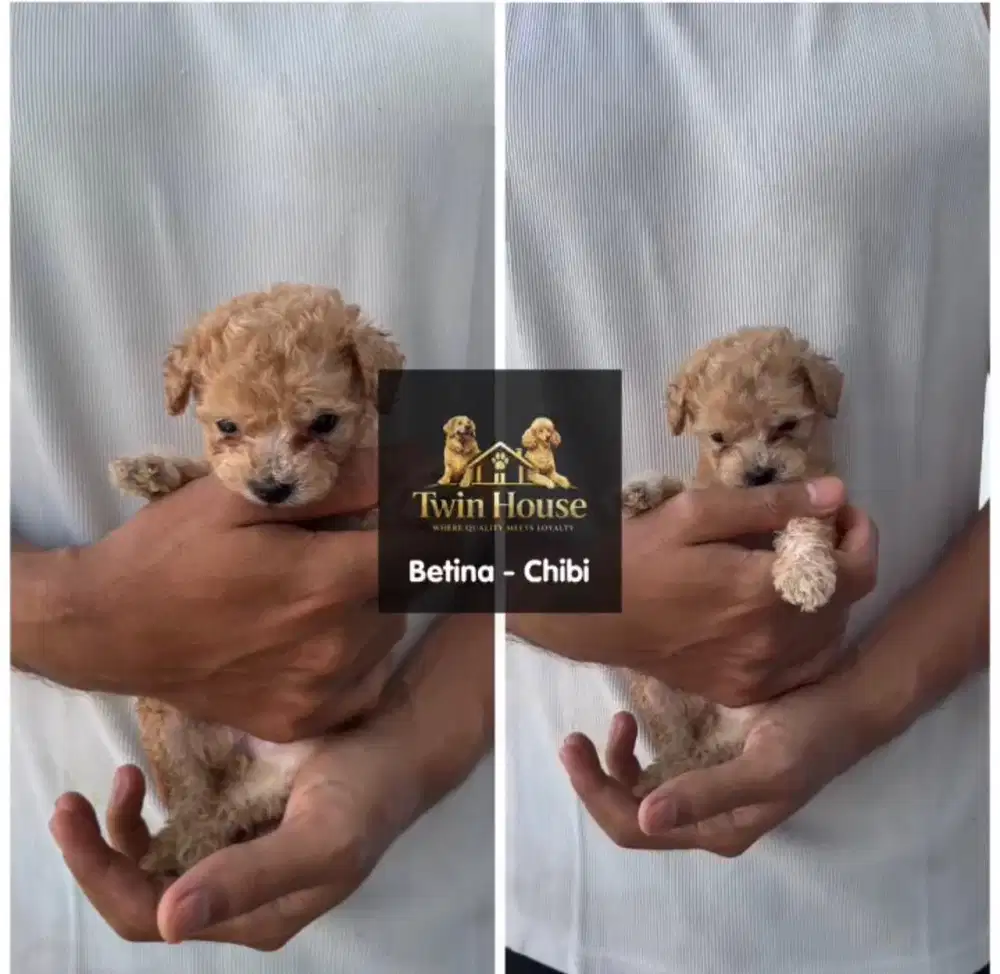 Poodle betina non stambum