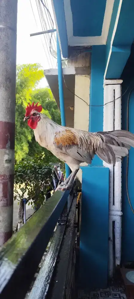 Ayam ketawa warna abu abu