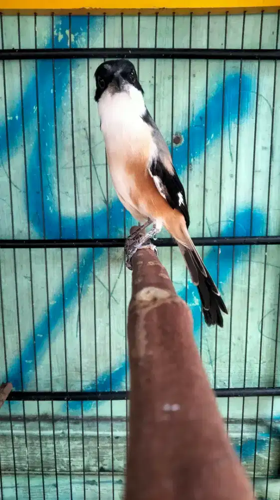 Pentet Madura ORI Kepala Gondrong Bunyi Gacor Super Prospekan