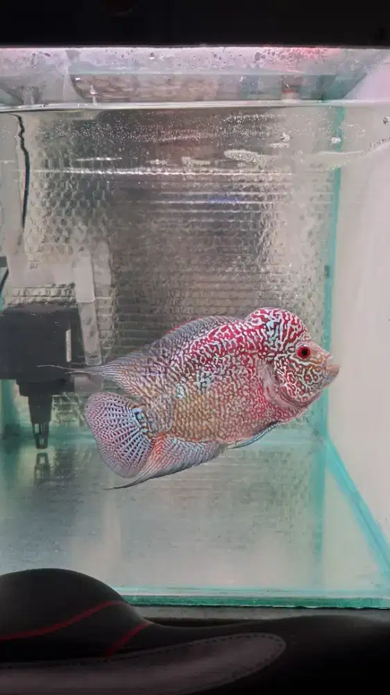 Ikan lohan Kamfa F1 Full Mutiara dan Warna Bagus