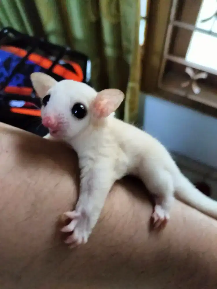 Sugar glider leucistic betina joey