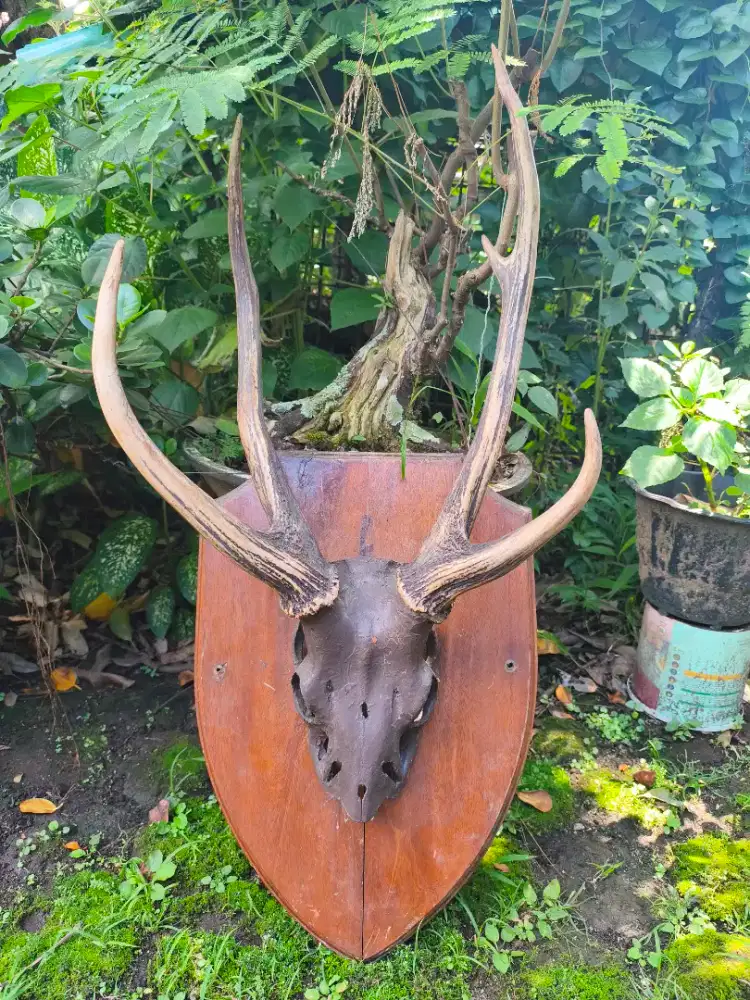 Pajangan antik tanduk Rus4