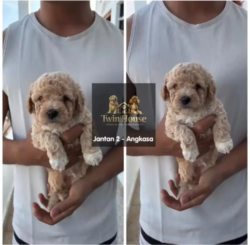 Poodle jantan non stambum