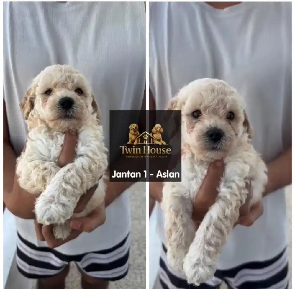 Poodle jantan non stambum