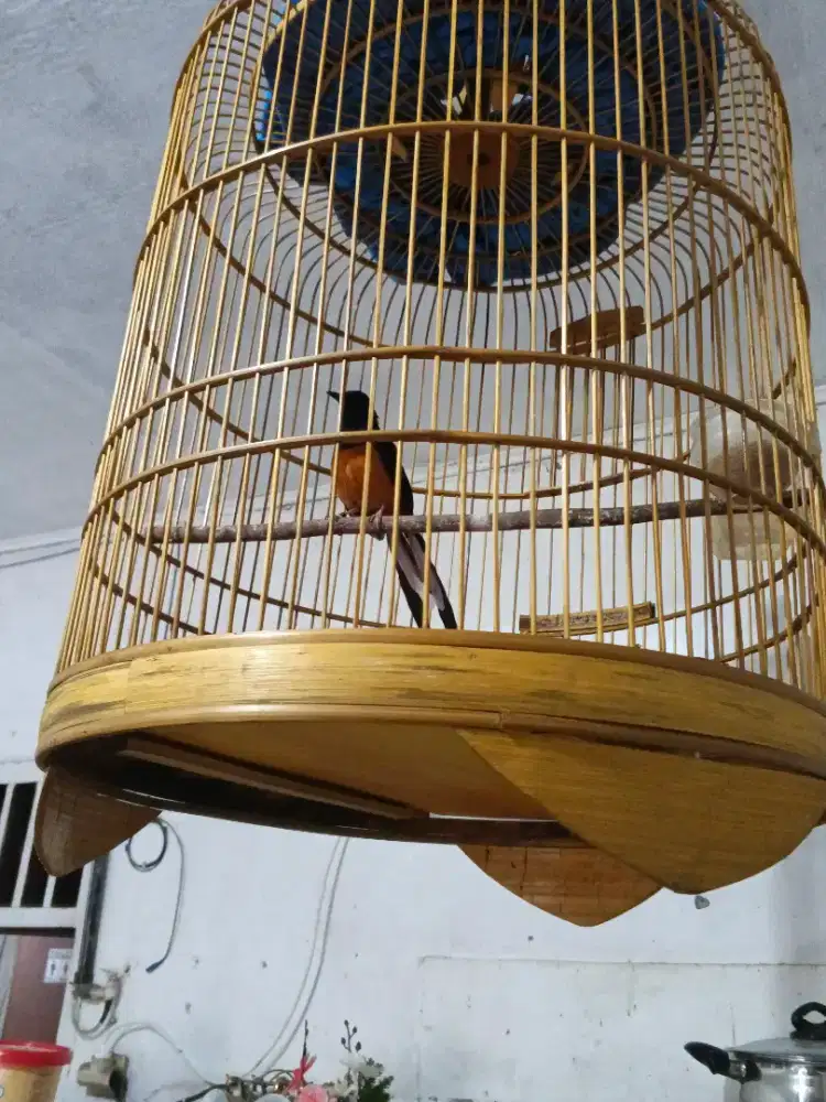 Bismillah jual mb 2x mabung ngeriwik jual fulset