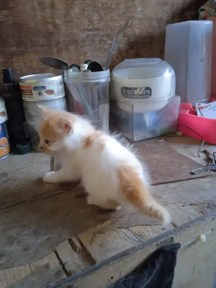 Persia Medium  jantan