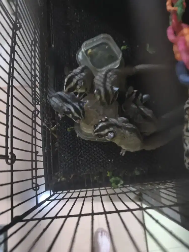 5 EKOR SUGAR GLIDER CLASSIC GREY