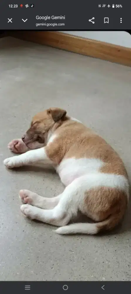 Anak anjing Lucu 2 bulan