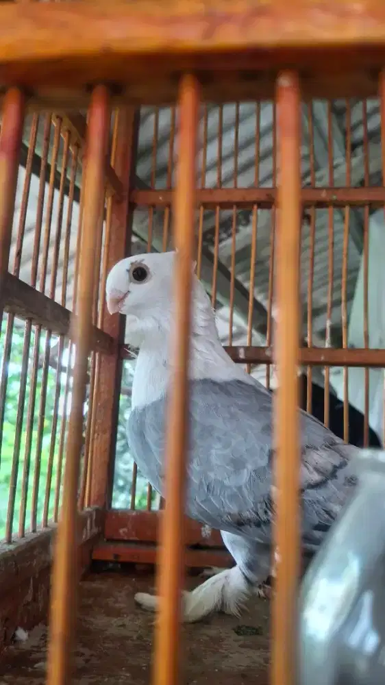 Burung dara sonkop