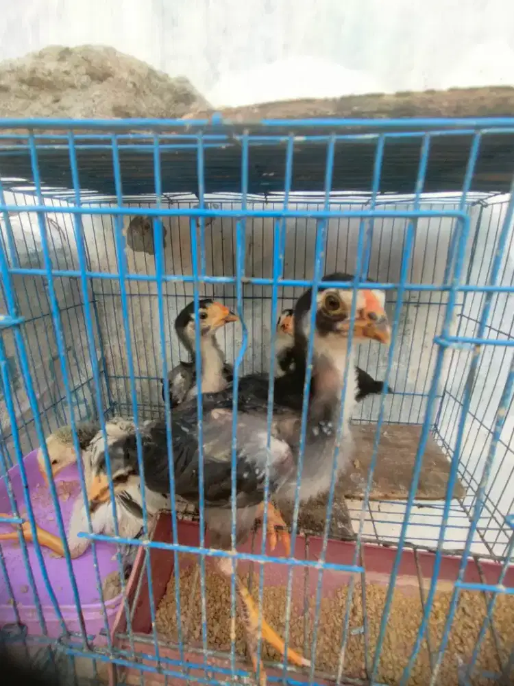 Anakan campuran ekor lidi vs bangko