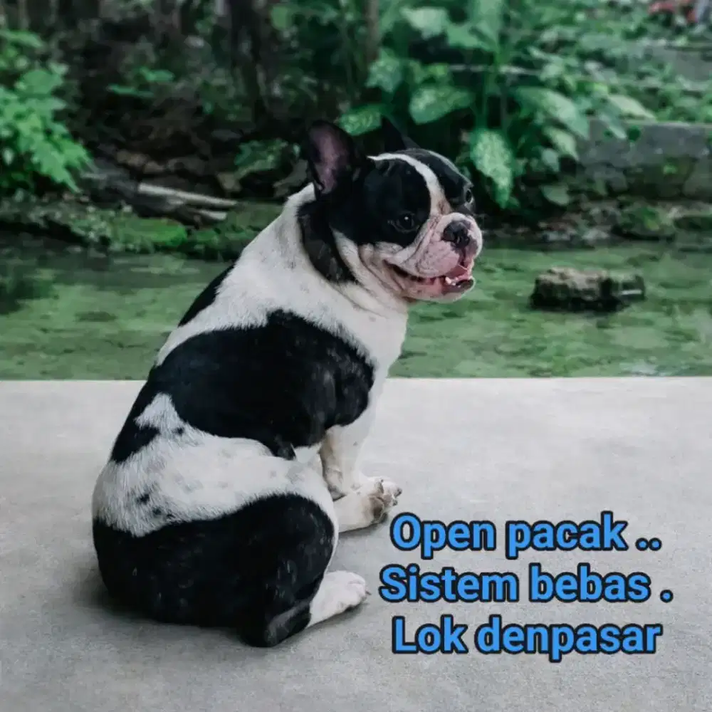 Pejantan french bulldog ,open pacak