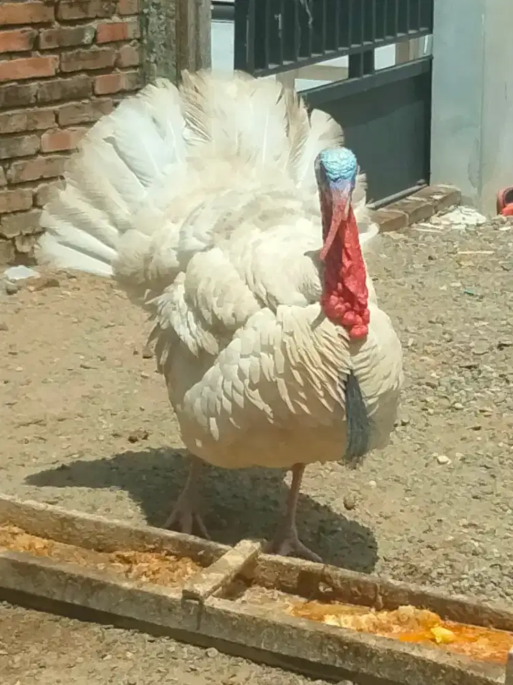 Sepasang kalkun dewasa white