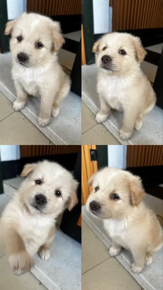 Jantan pom mix maltese mix