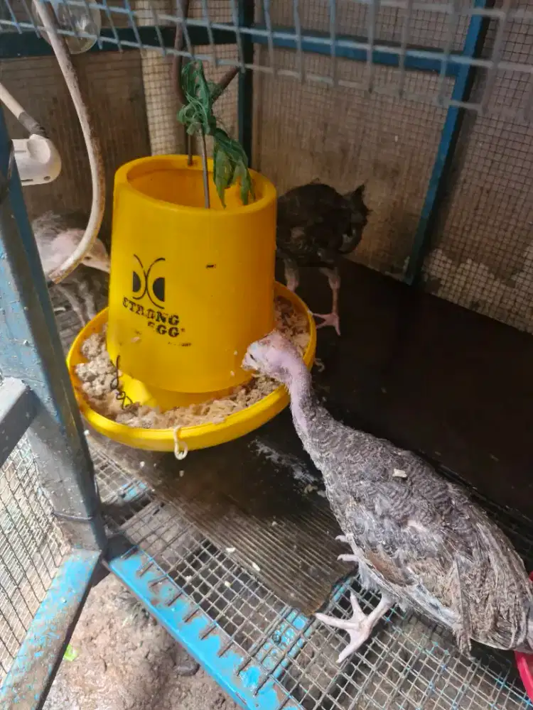 Kalkun warna abu abu