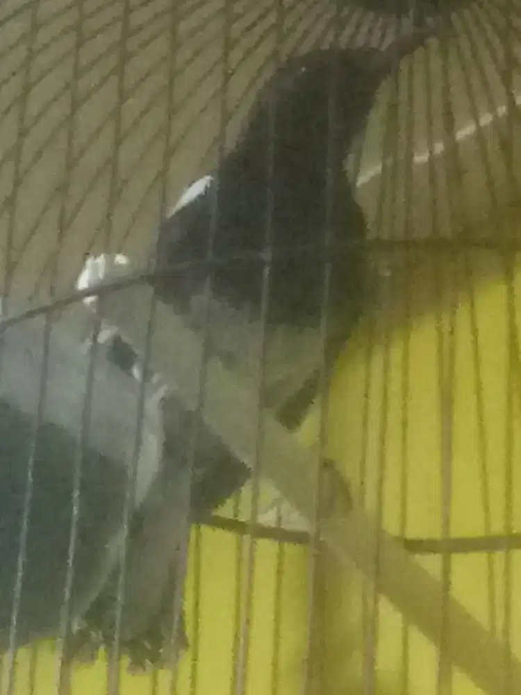 JUAL SANTAI SAMBIL NGOPI