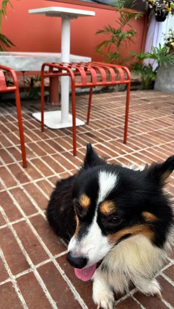 Corgi jantan tri color long hair big bone