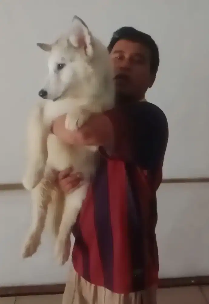 5 Anakan Alaskan Malamute, Stambum, Lokasi Setraduta Bandung.