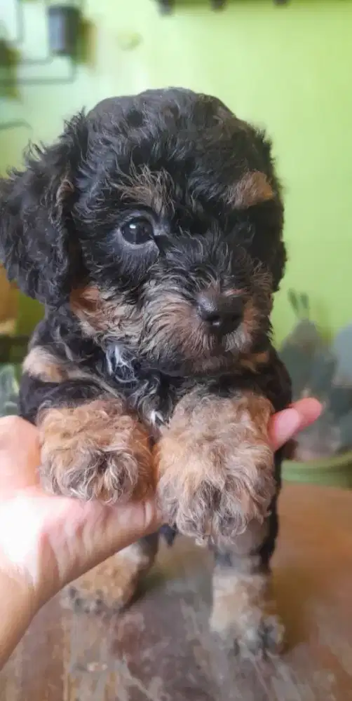 Anak anjing ras mix Shihtzu-Poodle