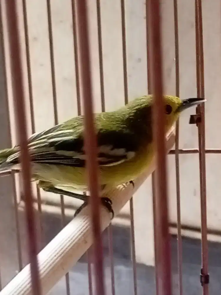 sirtu jantan + kandang