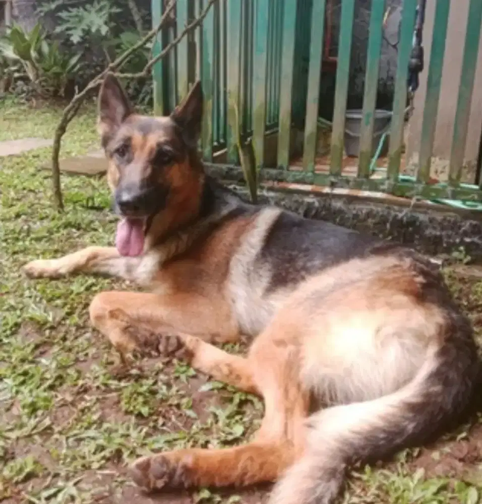 Indukan Herder Bagus