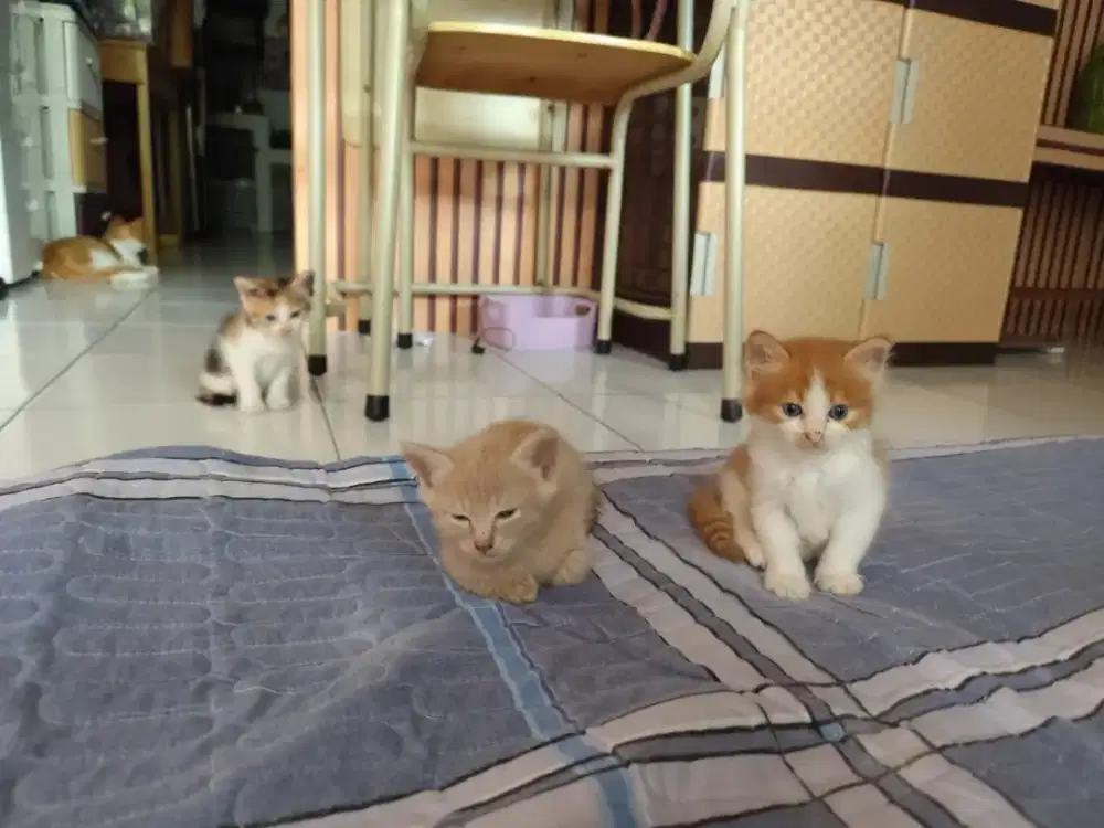 Kiten angora persia 4 bln