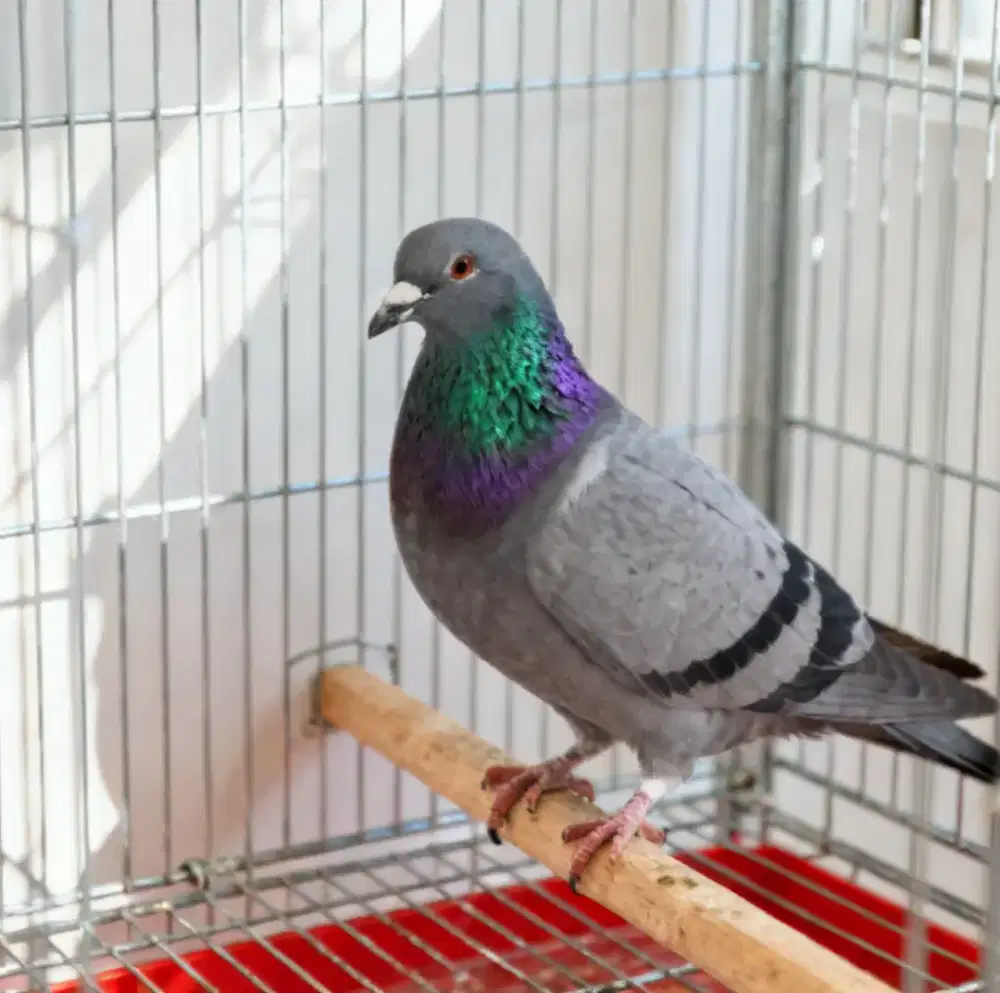 Burung merpati nya bang pijat