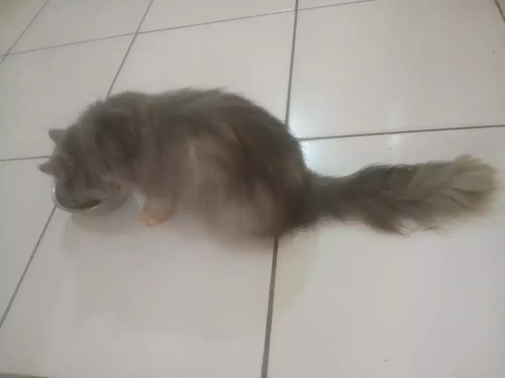 Kucing persia Flatnose