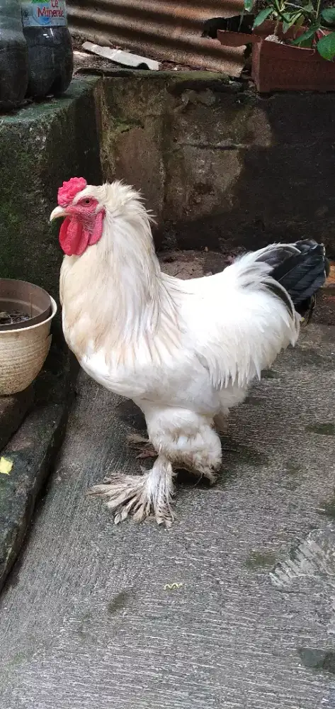 Ayam brahma jantan