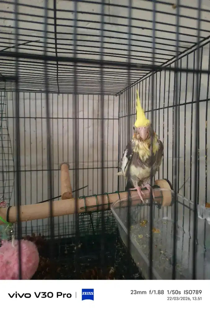 Parkit Australia / falk