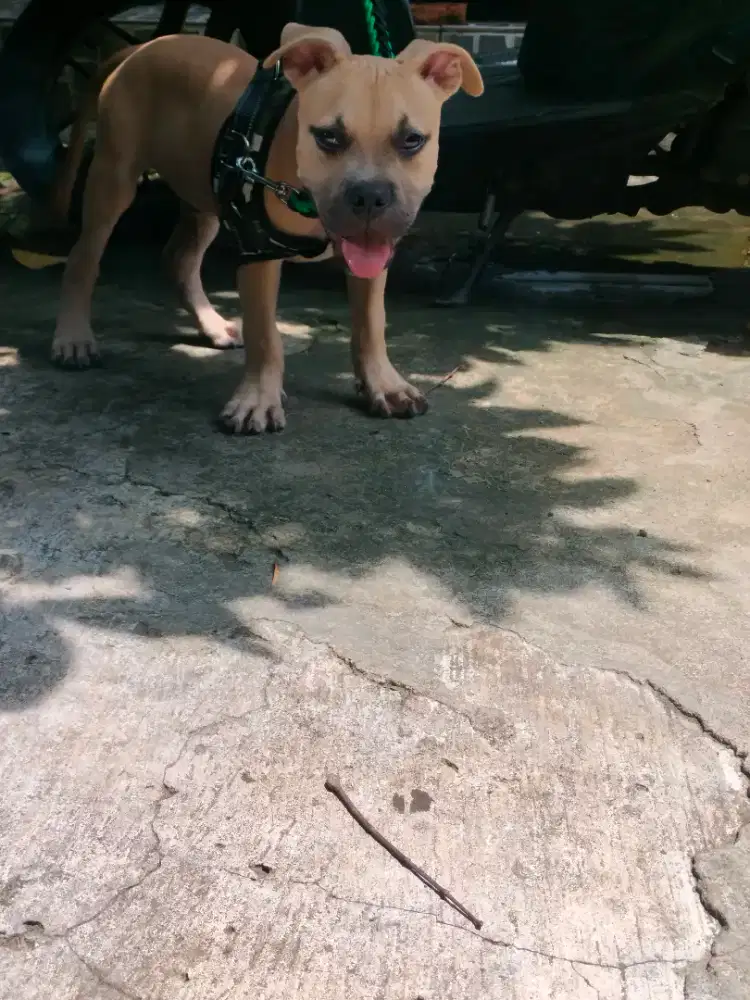 Dijual American Bully pocket - FAWN MASK