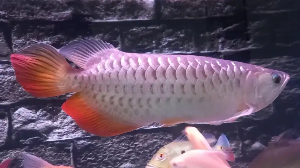 Arwana Golden 43cm Serfitikat