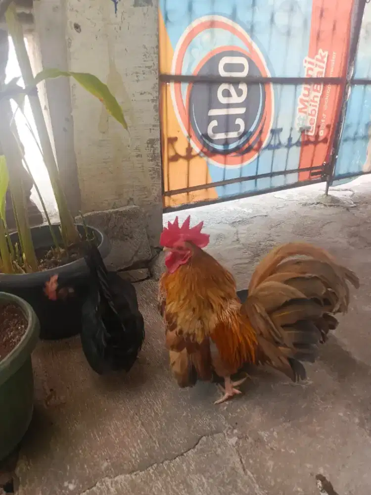 Ayam Kate Biang Sepasang