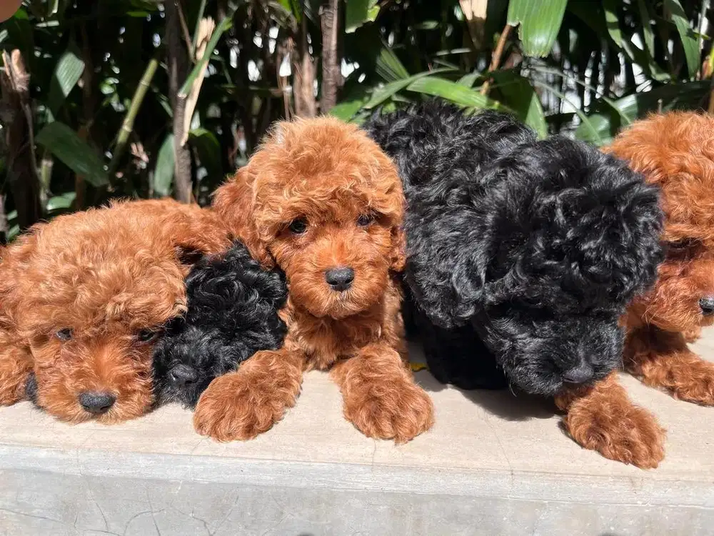 TOY POODLE FULL SERTIFIKAT