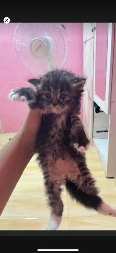 Kitten persia medium betina