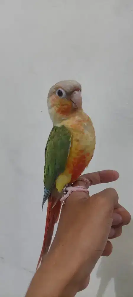 Burung jinak pineple conure