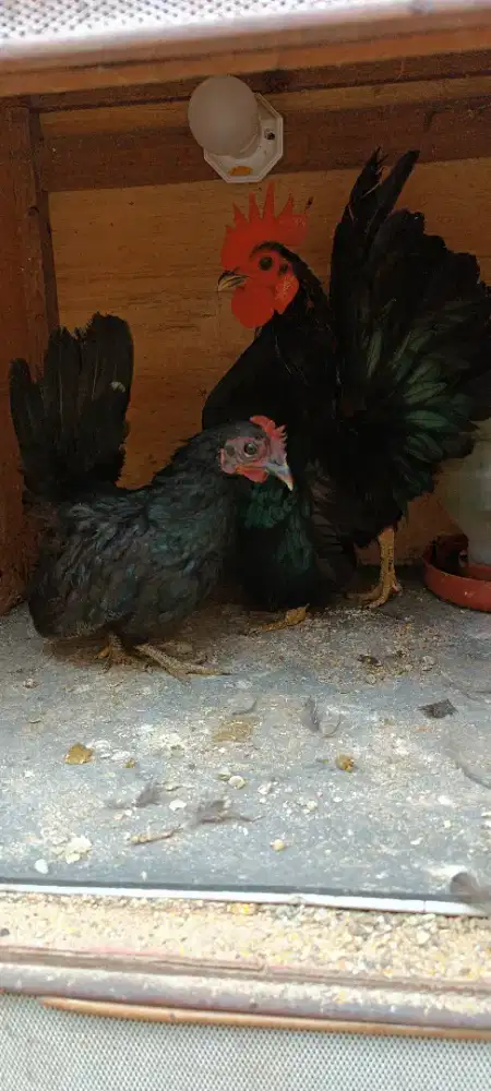 Sepasang ayam seramah kualitas mantul