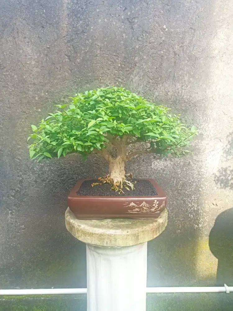 BONSAI ANTING PUTRI