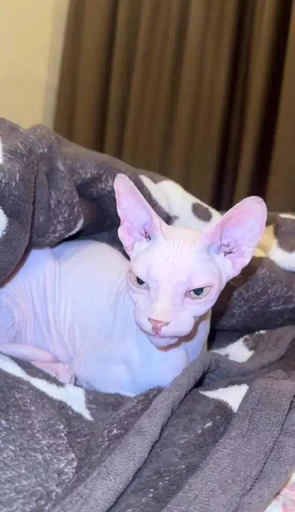 SPHYNX ALBINO PINK