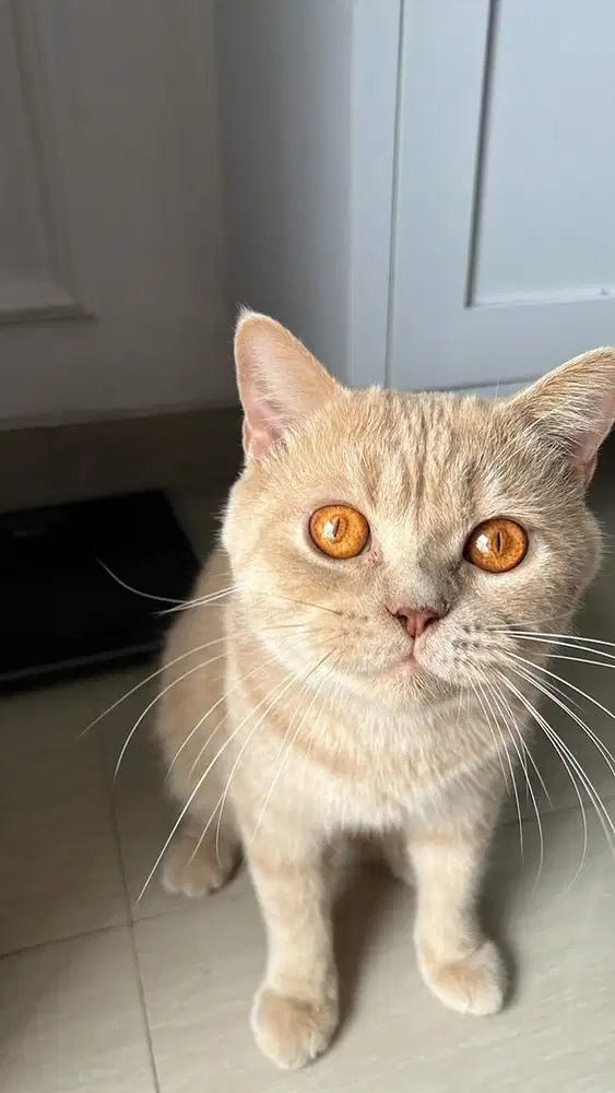 Kucing British shorthair