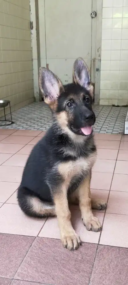Anakan anjing GSD herder betina