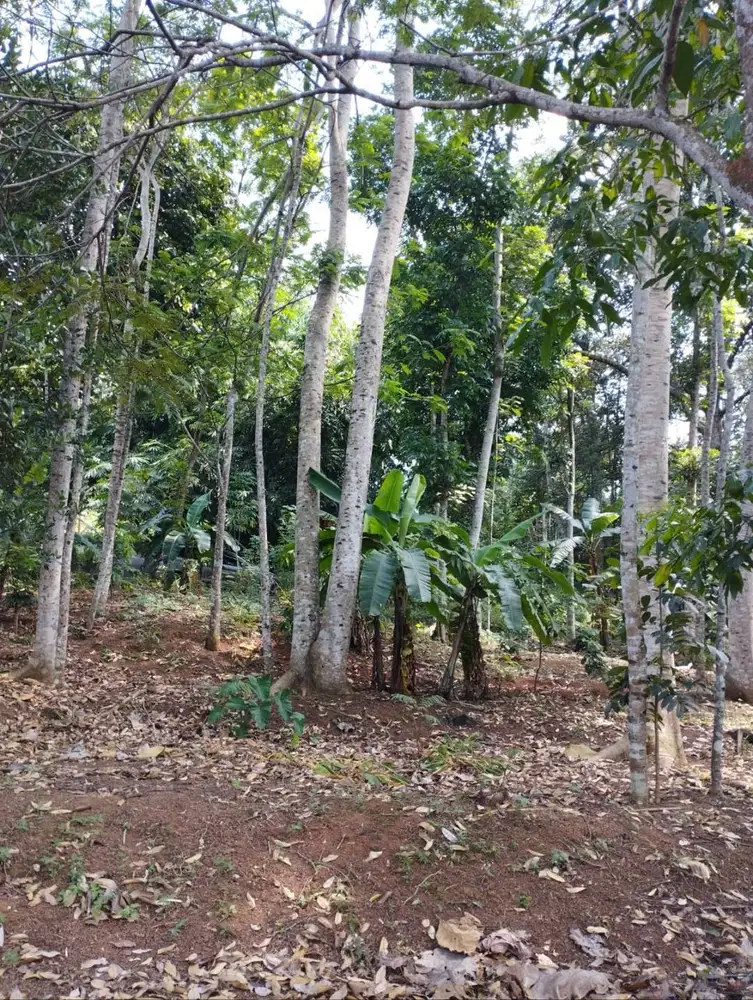 Tanah 730m² Pakintelan Gunungpati Dekat Perumahan Baru