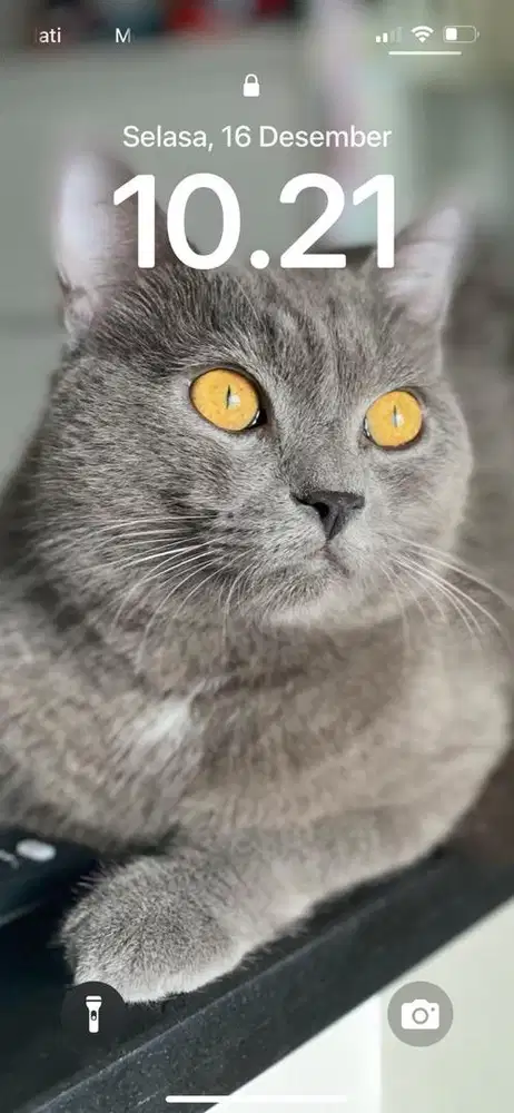 Kucing British Shorthair