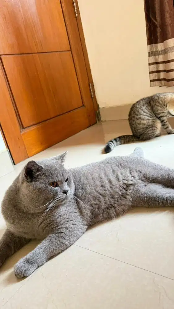 BSH blue solid jantan nonped