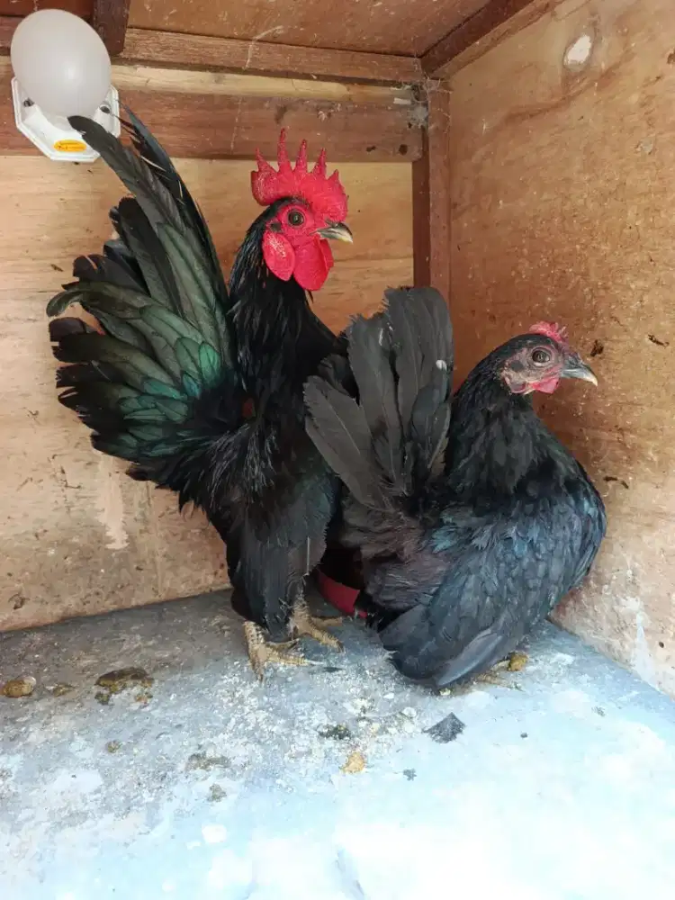 Sepasang indukan ayam seramah berkualitas