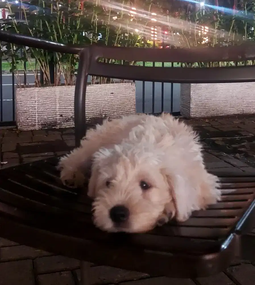 Anjing Ras Schaunzer