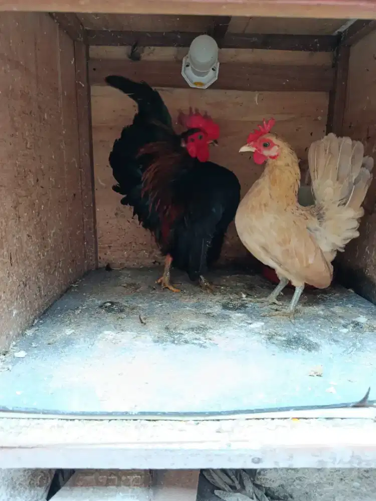 Indukan seramah kualitas jempol