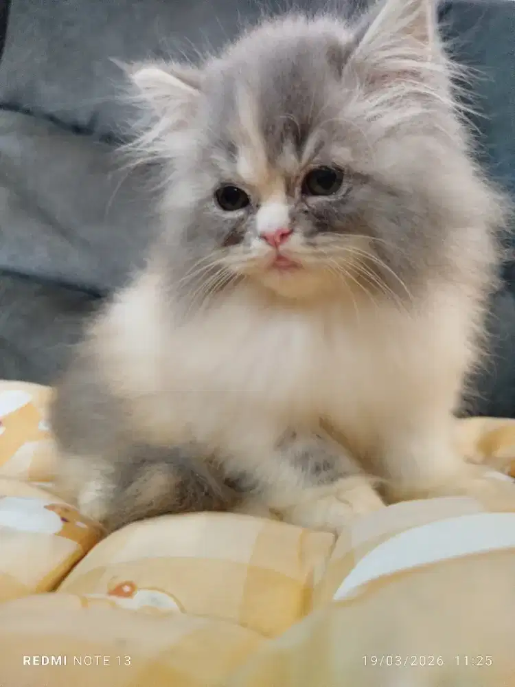 Persian flatnose female Longhair