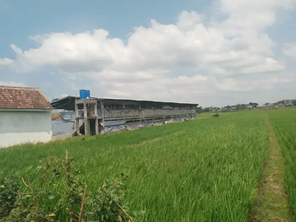Tanah ada kandang ayam pedaging