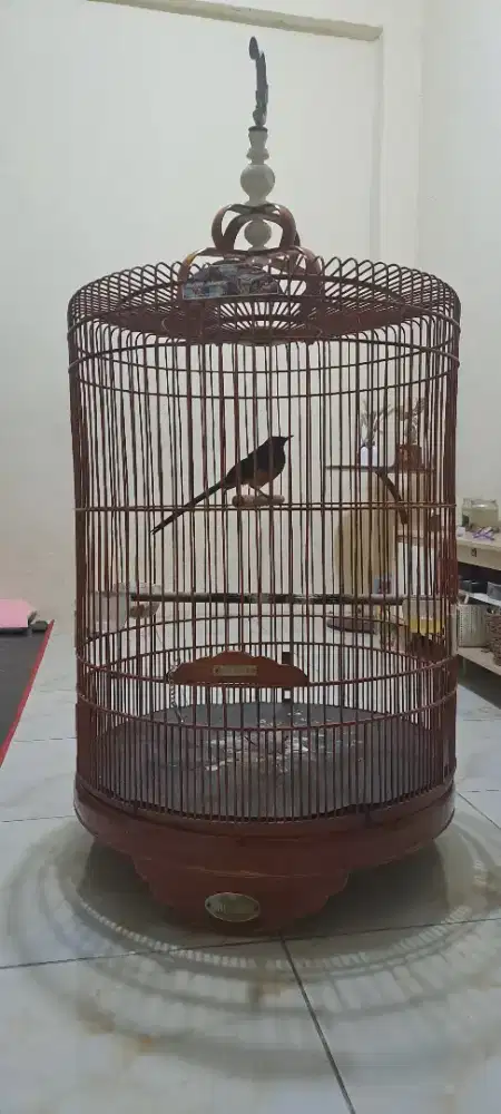Sangkar kandang murai rafi reborn