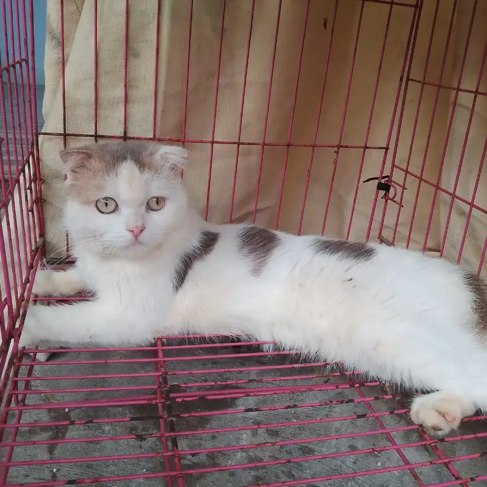 Kucing Scotis fold tricolor jantan